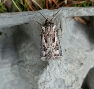 Archer's Dart (Agrotis vestigialis)