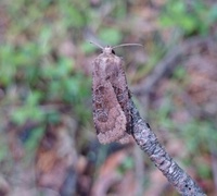 Kobberfly (Chersotis cuprea)