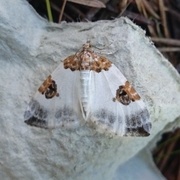 Blue-bordered Carpet (Plemyria rubiginata)