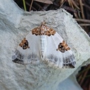 Rubinmåler (Plemyria rubiginata)