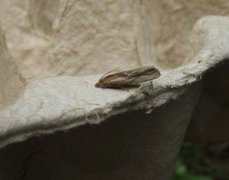 Tistelengvikler (Eucosma cana)