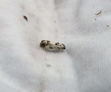 Marbled Bell (Eucosma campoliliana)