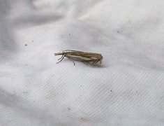 Grass-veneer (Crambus pascuella)