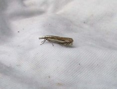 Beitenebbmott (Crambus pascuella)