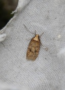 Angelica Flat-body (Agonopterix angelicella)