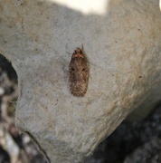 Sallow Flat-body (Agonopterix conterminella)