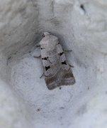 Autumnal Rustic (Eugnorisma glareosa)