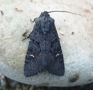 Black Rustic (Aporophyla nigra)