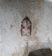 Lønnebladflatvikler (Acleris sparsana)