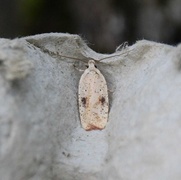 Dark-fringed Flat-body (Agonopterix nervosa)