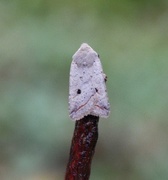 Red-line Quaker (Agrochola lota)