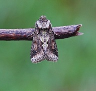 Irrfly (Allophyes oxyacanthae)