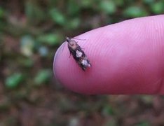 Spruce Bud Moth (Zeiraphera ratzeburgiana)