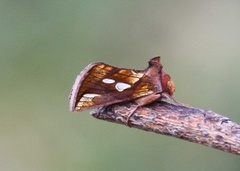 Langstreket metallfly (Plusia festucae)