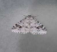 Welsh Wave (Venusia cambrica)