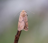 Rettlinjet høstfly (Agrochola macilenta)