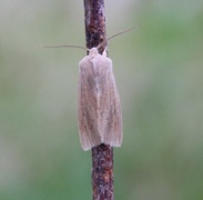 Takrørfly (Rhizedra lutosa)