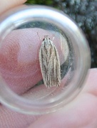 Dark-fringed Flat-body (Agonopterix nervosa)