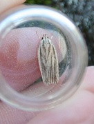 Agonopterix nervosa