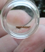 Caloptilia betulicola/elongella