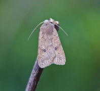 Bølgelinjet høstfly (Agrochola circellaris)