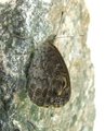 Klipperingvinge (Lasiommata maera)
