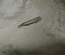 Grass-veneer (Crambus pascuella)