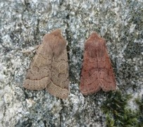 Common Quaker (Orthosia cerasi)