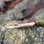 Red Sword-grass (Xylena vetusta)