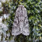 Early Grey (Xylocampa areola)