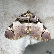 The Streamer (Anticlea derivata)