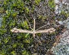 Beautiful Plume (Amblyptilia acanthadactyla)