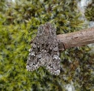 Glaucous Shears (Papestra biren)