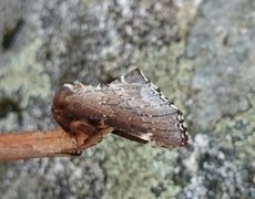 Brun vårtannspinner (Odontosia carmelita)