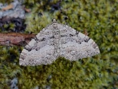 Scarce Tissue (Rheumaptera cervinalis)