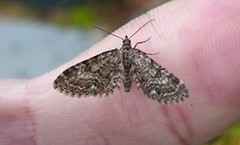 Vinkeldvergmåler (Eupithecia vulgata)