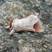 Rødflekkstjertspinner (Clostera curtula)