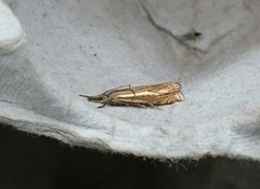 Smalstreknebbmott (Crambus lathoniellus)