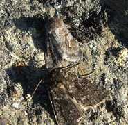 Northern Dart (Xestia alpicola)