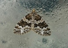 Broken-barred Carpet (Electrophaes corylata)