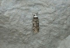White-shouldered House Moth (Endrosis sarcitrella)