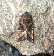 Small Angle Shades (Euplexia lucipara)