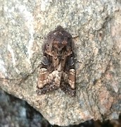 Lyktebærerfly (Euplexia lucipara)