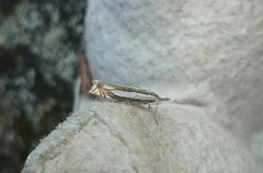 Grass-veneer (Crambus pascuella)