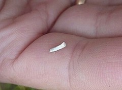 Opostega salaciella