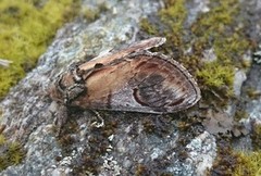 Pebble Prominent (Notodonta ziczac)