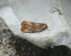 Brassy Tortrix (Eulia ministrana)