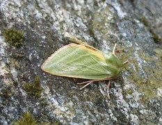 Rødfrynset båtfly (Pseudoips prasinana)