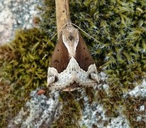Beautiful Snout (Hypena crassalis)