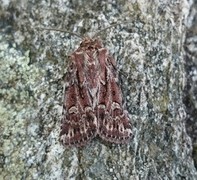 Røsslyngfly (Lycophotia porphyrea)